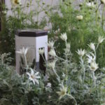 園芸植物 ご相談応じます