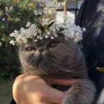 ねこちゃんのおめかし・花冠　¥6,000~